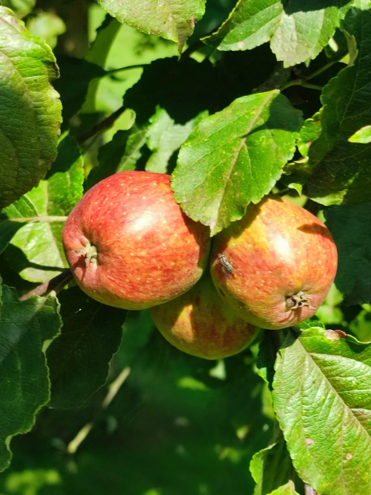 La Mare aux Pommes — cidrerie du Pays de Caux, Normandie