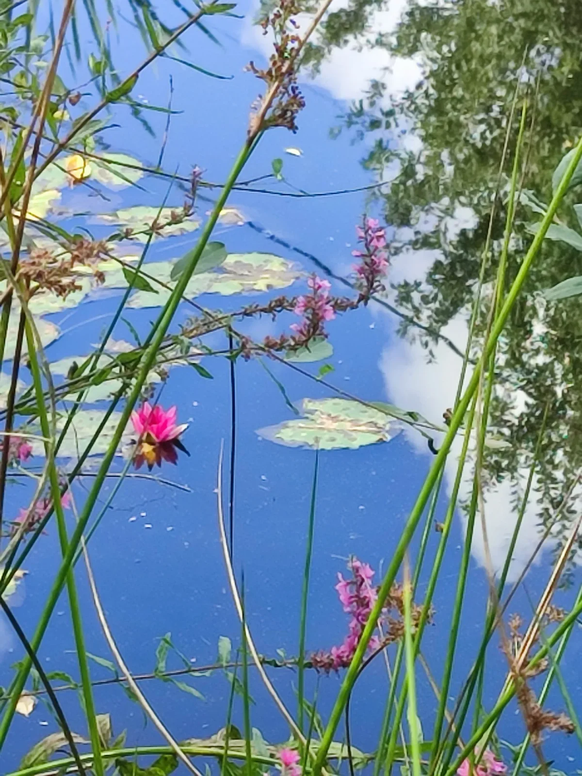 La Mare aux Pommes — cidrerie du Pays de Caux, Normandie