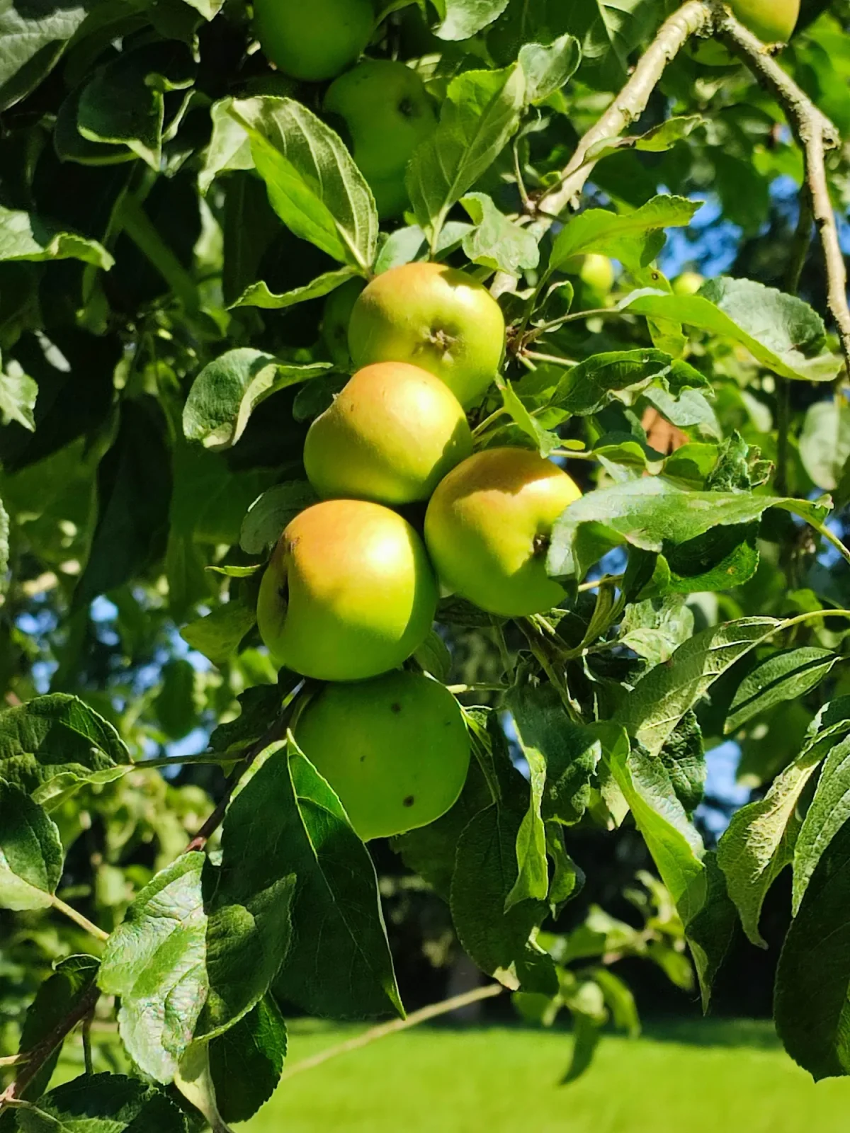 La Mare aux Pommes — cidrerie du Pays de Caux, Normandie