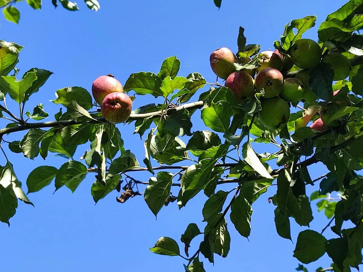 La Mare aux Pommes — cidrerie du Pays de Caux, Normandie
