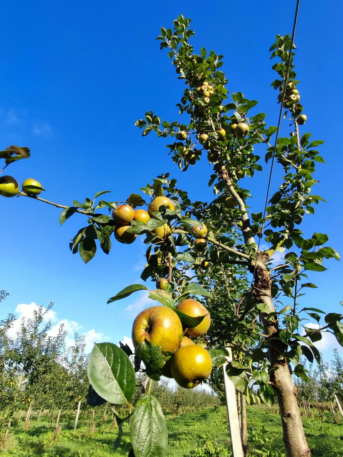 La Mare aux Pommes — cidrerie du Pays de Caux, Normandie