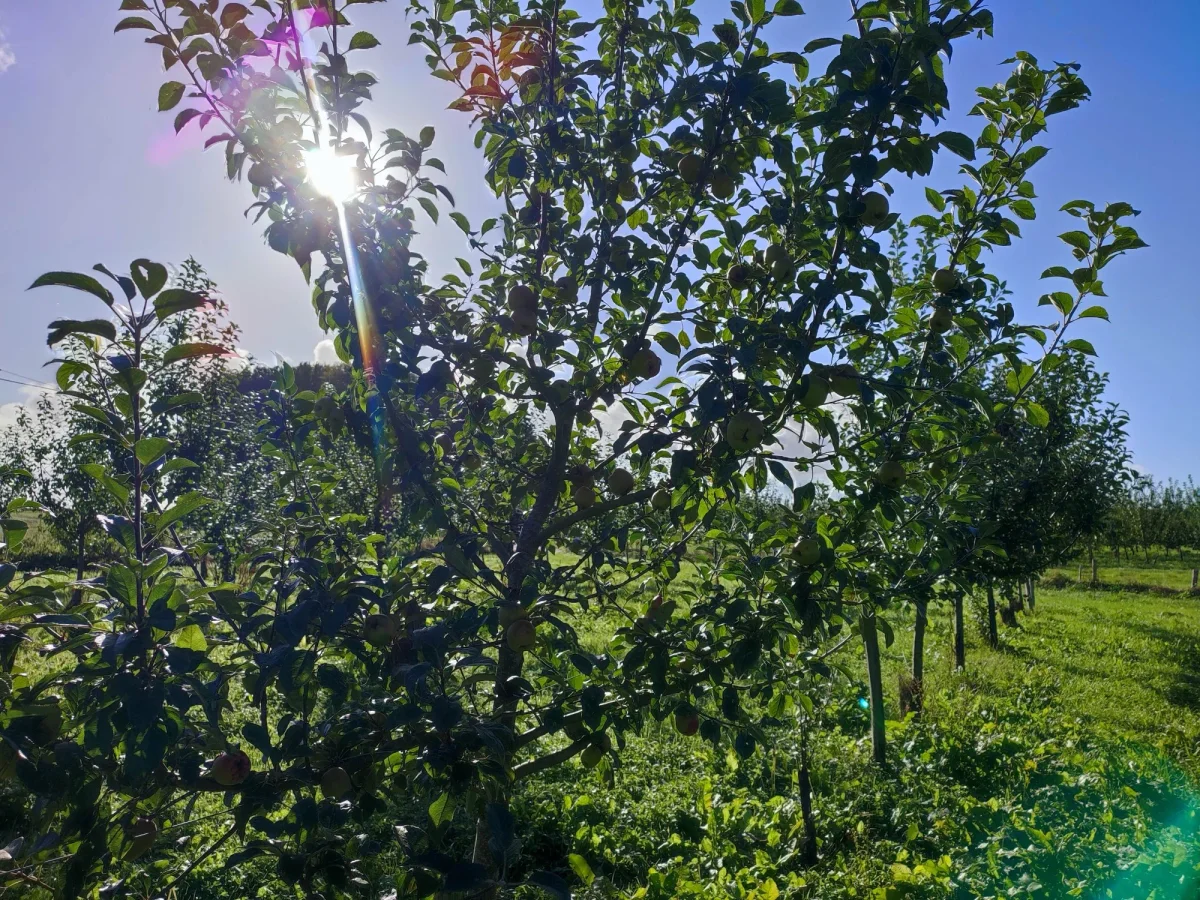 La Mare aux Pommes — cidrerie du Pays de Caux, Normandie